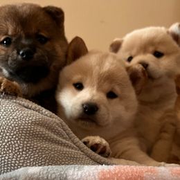 Shiba Inu from Cage-Free Shiba Inus of Iowa