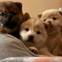 Shiba Inu from Cage-Free Shiba Inus of Iowa