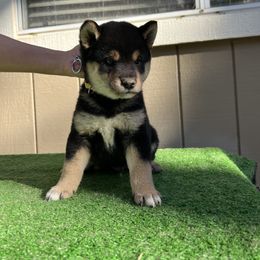 Shiba Inu Puppies from Shinin Shibas
