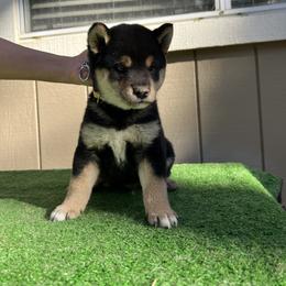 Shiba Inu Puppies from Shinin Shibas
