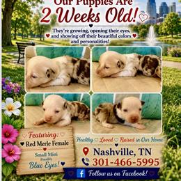 Boy 2 - male Miniature Australian Shepherd puppy in Nashville, Tennessee from Little B’s Aussies