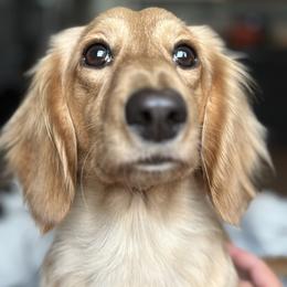 Jenny - Dachshund