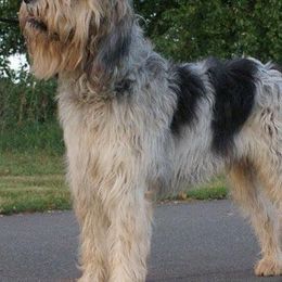 Otterhounds from Four Pillars Otterhounds