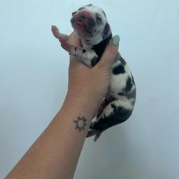 Ginn - Harlequin male Great Dane puppy in Miami, Florida from RP DANES