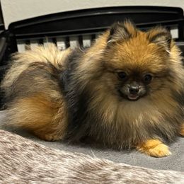 Raven - Pomeranian