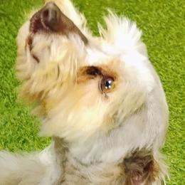 Max - Miniature Schnauzer