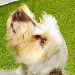 Max - Miniature Schnauzer