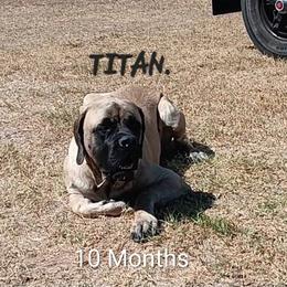 Titan - Mastiff