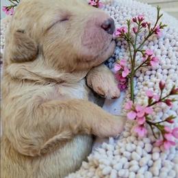Pink - Apricot female Goldendoodle puppy in Byron, Georgia from Southern Olive Doodles 🫒