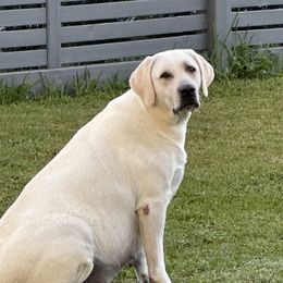 Mochi - Labrador Retriever