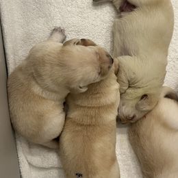 Labrador Retriever Puppies from Hatch Labradors