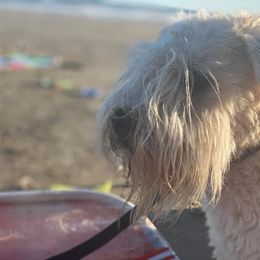 Rhett - Soft Coated Wheaten Terrier