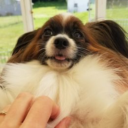 Charmie - Papillon