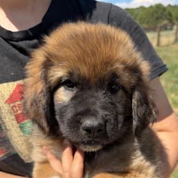 Utica- dark blue - Tan male Colorado Mountain Dog puppy in Cotopaxi, Colorado from Once Upon A Moose (OUM)