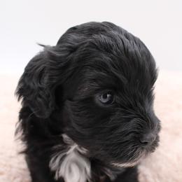 Cavalier King Charles Spaniel, Cavapoo, Havanese, and Havapoo Puppies from Grayfinn House