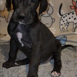 Jodie - Black female Great Dane puppy in Walker, Louisiana from La Rebel Danes