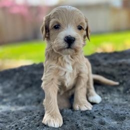 Ida1 (Idaho) - female Golden Mountain Doodle puppy in Twin Falls, Idaho from Magic Valley Family Doodles