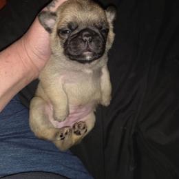 Girl 4 - Fawn female Pug puppy in Spokane, Washington from Kapelac's Royal Pugs