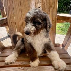 Moana - female Australian Mountain Doodle puppy in Trion, Georgia from Big Daddy Doodles