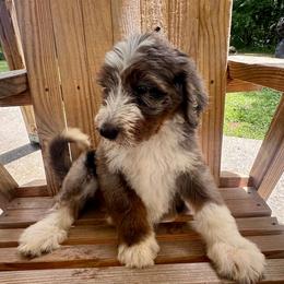 Moana - female Australian Mountain Doodle puppy in Trion, Georgia from Big Daddy Doodles