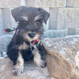Miniature Schnauzer Puppies from Schnauzers on Robinson Lane