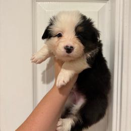 Zero - Black and tan male Pembroke Welsh Corgi puppy in Boyd, Texas from Barker's Corgis