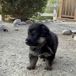 Miracle - Black and tan male German Shepherd puppy in El Cajon, California from Four Pines Ranch