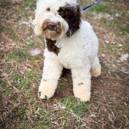 Gidget - Cockapoo