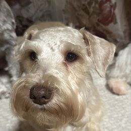 Moses - Miniature Schnauzer