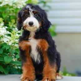 Beyoncé - Tri-color female Bernedoodle puppy in Dundee, Ohio from Down Home Doodle