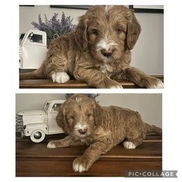Girl 2 - female Goldendoodle puppy in Lancaster, South Carolina from Silver Hill Farm SC