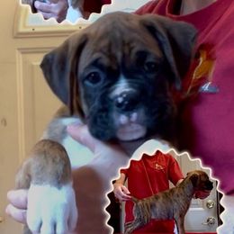 Fico - Brindle male Boxer puppy in Hutchinson, Kansas from 4Ever Boxer’s