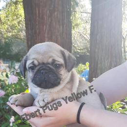 Yellow collar female - Fawn female Pug puppy in Saint Helens, Oregon from Ebert Golden Retrievers & Pugs
