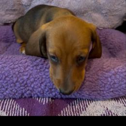Mittens - Red female Dachshund puppy in Winton, California from Lashunds Miniature Dachshunds