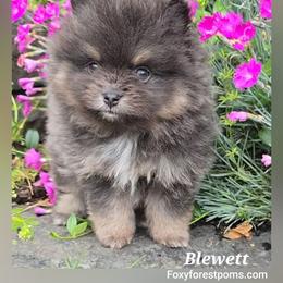 Blewett - Blue and tan male Pomeranian puppy in Eatonville, Washington from Foxy Forest Poms