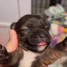 Romeo - Chocolate and white male Chihuahua puppy in Bellmore, New York from Alyce’s Angels
