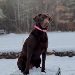Pearl - Labrador Retriever