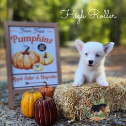 High Roller - Gray and white male American Corgi puppy in Cameron, North Carolina from Butts Family Corgis