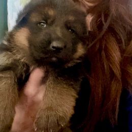 Girl 3 - German Shepherd puppy from Cunningham German Shepherds, LLC