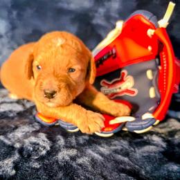 Thomas - Apricot male Goldendoodle puppy in Western Massachusetts, Massachusetts from Magical Goldendoodles of Pioneer Valley, MA