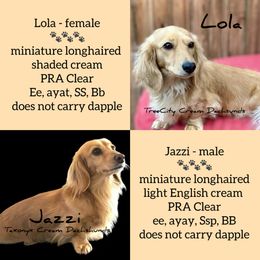 Dachshund puppies from Tree City Cream Dachshunds