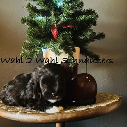 Cooper - Liver male Miniature Schnauzer puppy in Littleton, Colorado from Wahl 2 Wahl Schnauzers