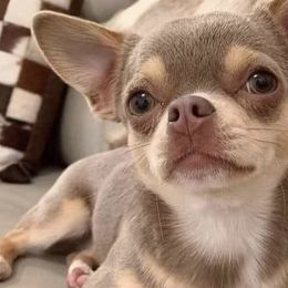 Chihuahuas from Magnolia’s puppies