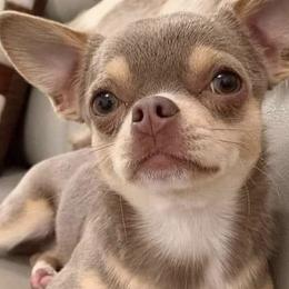 Chihuahuas from Magnolia’s puppies