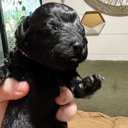 "female black" Poodle Puppies from Willow Lake Mini Pups