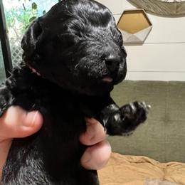 "female black" Poodle Puppies from Willow Lake Mini Pups
