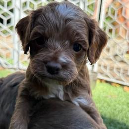 Katniss - Buff and white female Cockapoo puppy in Williamston, South Carolina from Sassy Bob’s Dogs