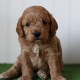 Fern - Apricot male Cavapoo puppy in Springtown, Texas from North Texas Puppies