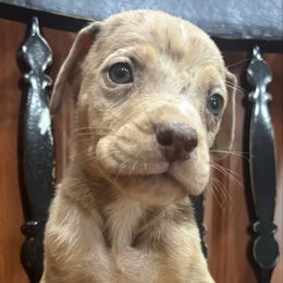 Junior - Merle male Great Dane puppy in Florida from Beachside Kennels