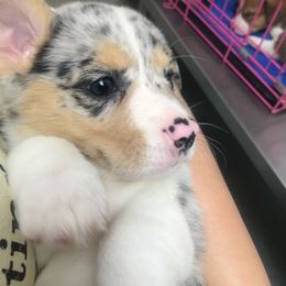 American Corgi and Pembroke Welsh Corgi Puppies from Lonesome Boone Corgis
